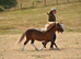 TOP class mini gelding