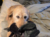 labradoodle looking for new home