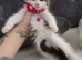 4 gorgeous baby girl kittens