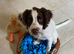 5 month male Sprocker Spaniel