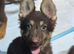 *RARE* liver german shepherd pups