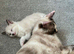 Beautiful ragdoll kittens