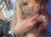 Mini lop x Vienna blue baby bunnies