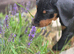 KC reg Dobermann puppy (READY)