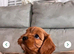 ️ READY TO LEAVE Beautiful Cavapoo puppies️