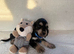 puppys