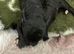 Bedlington terrier pups