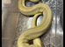 Champagne Royal Python