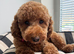 Toy poodle