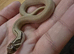 Arctic Superconda lavender 66% Toffeebelly 66% baby hognose
