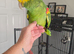 Double yellow headed amazon
