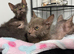Lykoi kittens