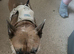 French bulldog cross pug