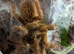Mixed Tarantulas with enclosures - Suntiger , Versicolor, OBT, Red Rump, Purple Bloom and more