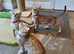 Stunning TICA Registered Bengal Kittens.