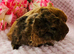 Sow Pair ready 21/11/26