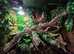Vivexotic Arboreal Vivarium