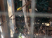Cockatiels and budgies for sale.