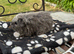 Texel boy guinea pigs