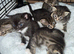 Gorgeous mixed kittens looking for their new home