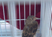 2025 Rung Linnet (don’t know sex