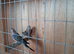 bourke parakeet pair