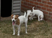 Last Jack Russell Dog Pup for Sale