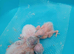 Handreared Blue and White Quaker Babies