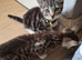 Beautiful Tabby Boy