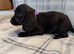 4 LEFT REDUCED!! beautiful sproodle pups.