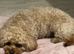 Cavapoo stud