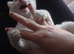 Only ginger left might keep him -rare Gorgeous Russian white Siamese kittens beautiful colours-final price