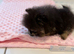 Rare Opportunity True Toy Pomeranian