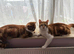 2 ginger brothers