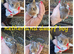 Netherland dwarf babies available for reserve