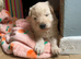 2 white German shepherd pups