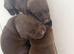KC Chocolate Labrador puppies