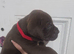 American p bully x presa canario pups