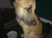 Malinois cross german shepherd