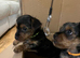 READY NOW&hellip;.MINI YORKSHIRE TERRIERS