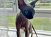 Crystal - Beautiful Blue Mink Sphynx Girl - £800