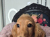 KC registered miniature dachshund
