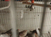 Zebra finches boys and girls