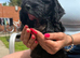 Cockapoo puppies ready to go