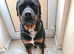 Looking for a pure German blood line rottweiler
