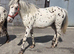 Appaloosa