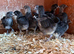 Black rock and bluebell Chicks