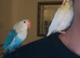 Two beautiful paired lovebirds