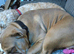 English Bulldog Bitch Lilac Fawn DWKC papers 11mths