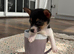 Jack Russel puppy girl Skye